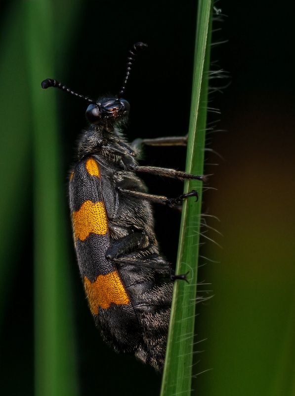 birds, bird, animal, wildlife, 2021, 2020, nature, macro, insect Blister Beetlephoto preview
