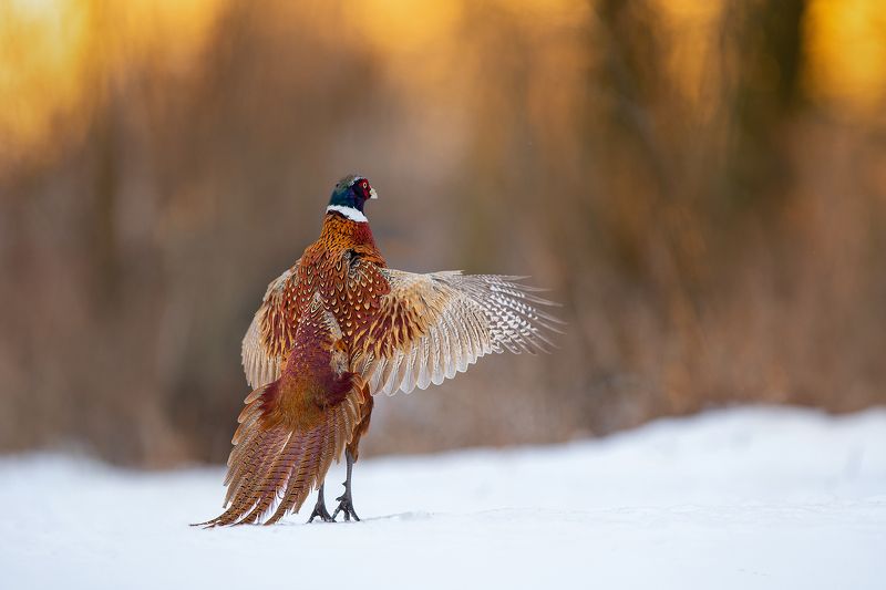 Morning gimnasticphoto preview