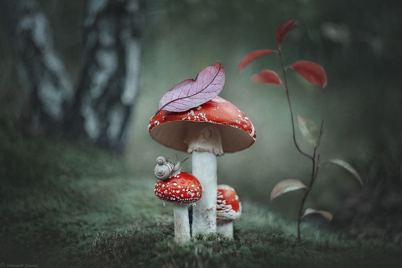 украина, коростышев, лес, мухомор, макро истории, макро мир, macro world, улитка, дружба, любовь, жизнь, волшебство, сказка, вдохновение, дождь, гармония, тишина, безмолвие, осознанность, фотограф, чорный Везде хорошо, если я с тобой...photo preview