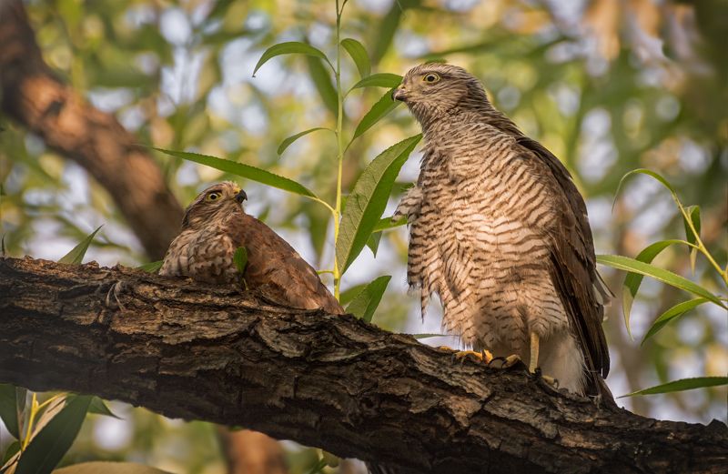 ястребки перепелятники..photo preview