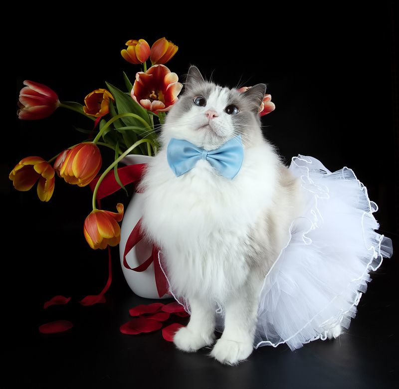 котонатюрморт, cat, cats, кот, кошка,домашние любицы,  американский короткошерстный кот, american shorthair cat, рыжик, ginger, рэгдолл Happy Valentine\'s Day!photo preview