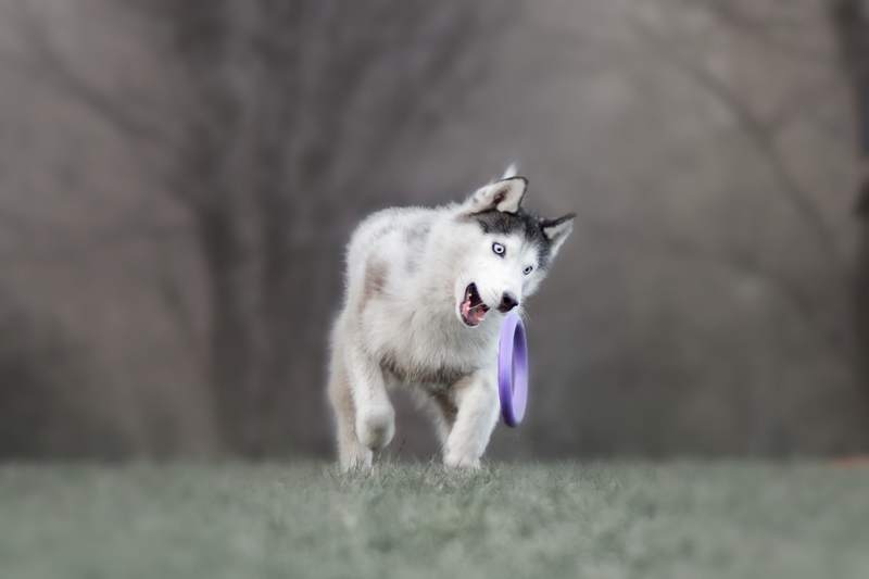 Игрулькиphoto preview