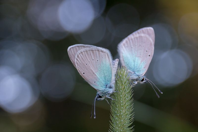 wildlife, insects,butterfly, насекомые, бабочка, mazarine blue, голубянка Голубянка бобовая (Mazarine blue)photo preview