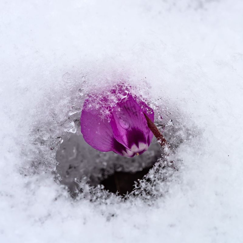 Проталинка...photo preview