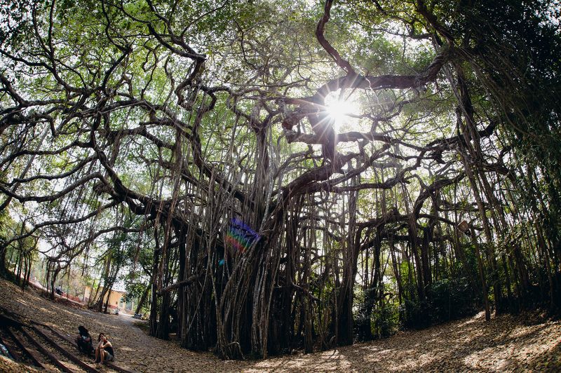 landscape, temple, india, architecture, tree Banian Treephoto preview