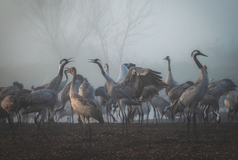 Quarrelphoto preview