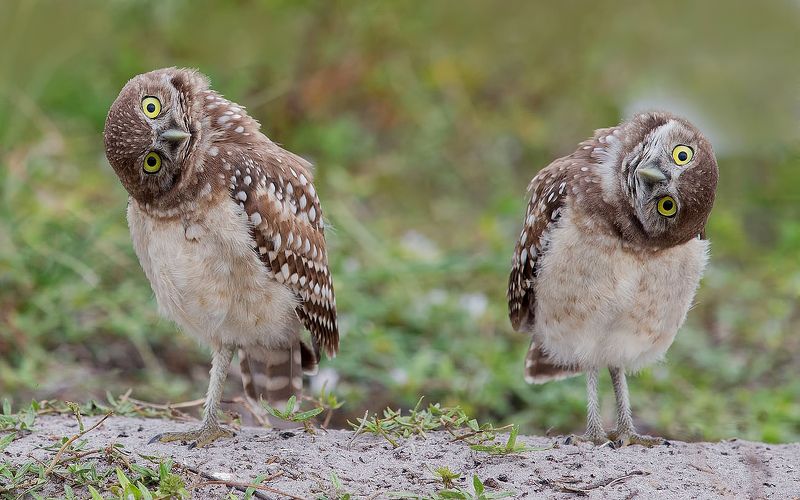 кроличий сыч, florida,burrowing owl, owl, флорида,сыч Cычики - Burrowing Owlsphoto preview