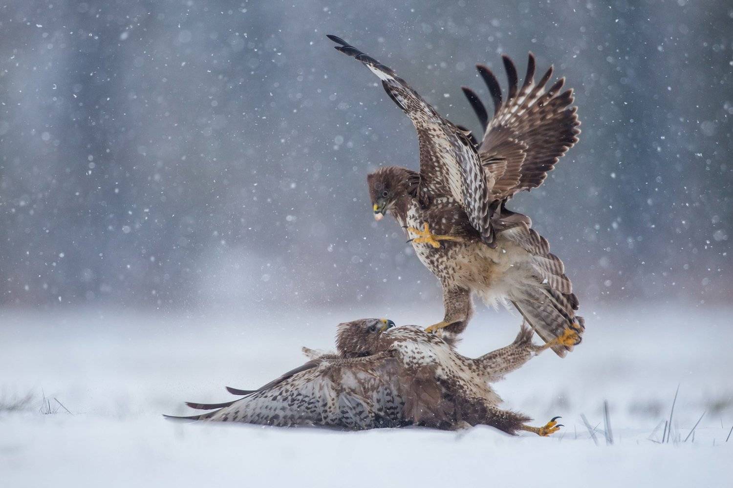 Buteo buteo. Автор: Lukasz Dobkowski buteo buteo wild animals bird, Lukasz Dobkowski