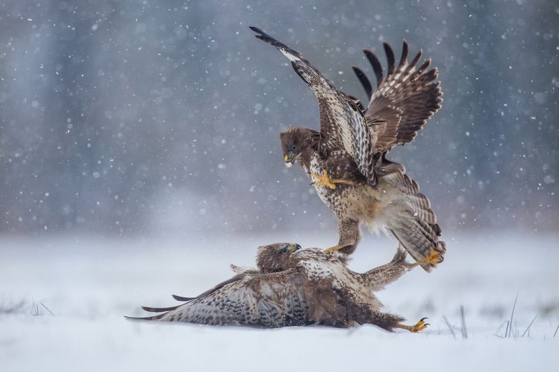 buteo buteo wild animals bird Buteo buteophoto preview