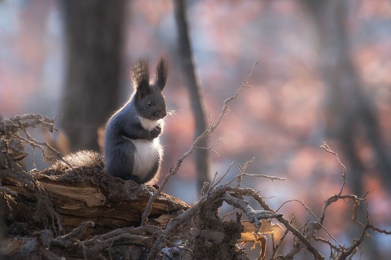 Ожиданиеphoto preview