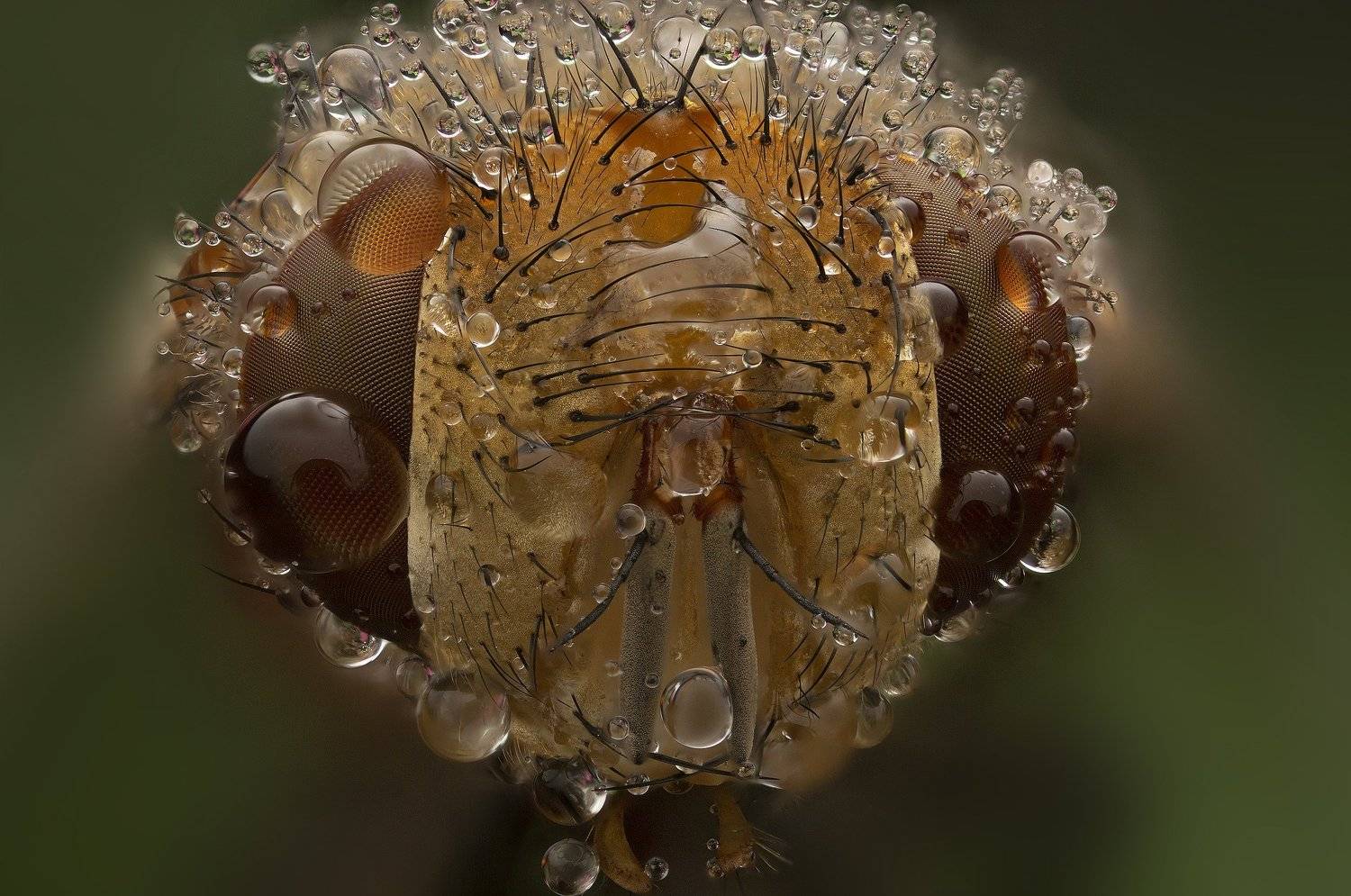 макро, насекомые, муха, капли, природа, Иван Радьков