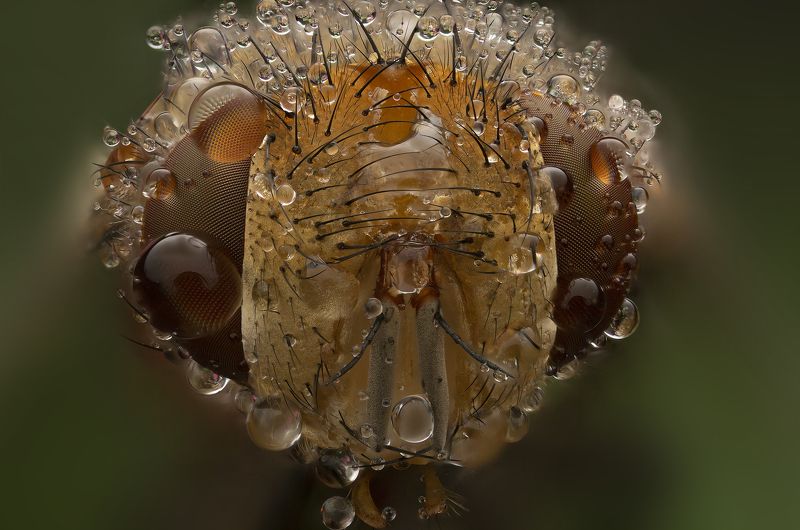 макро, насекомые, муха, капли, природа макропортрет мухиphoto preview