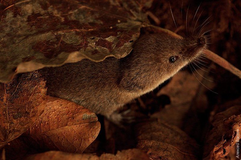 Бурозубка обыкновеннаяphoto preview