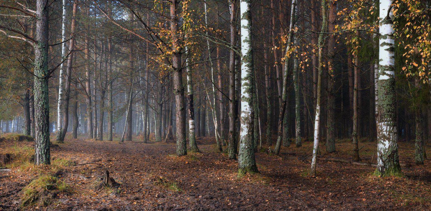 Редкие березки в осенном сосновом лесу. Автор: Дмитрий Алексеев , Дмитрий Алексеев