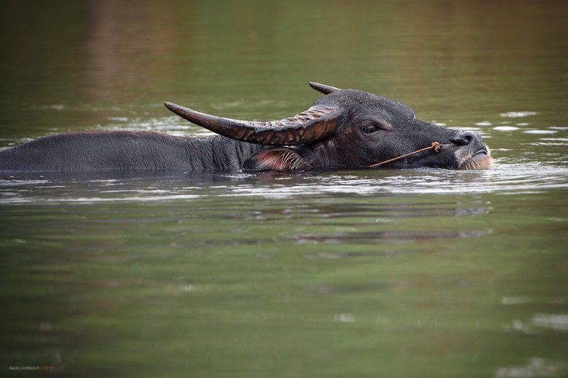 Жараphoto preview