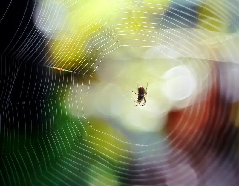паук, паутина ***photo preview