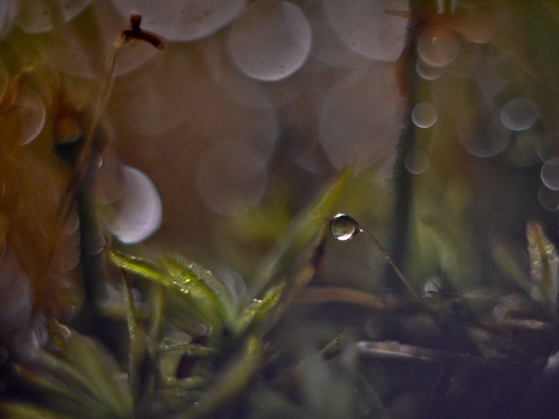 капелька., , мох. КАПЕЛЬКАphoto preview