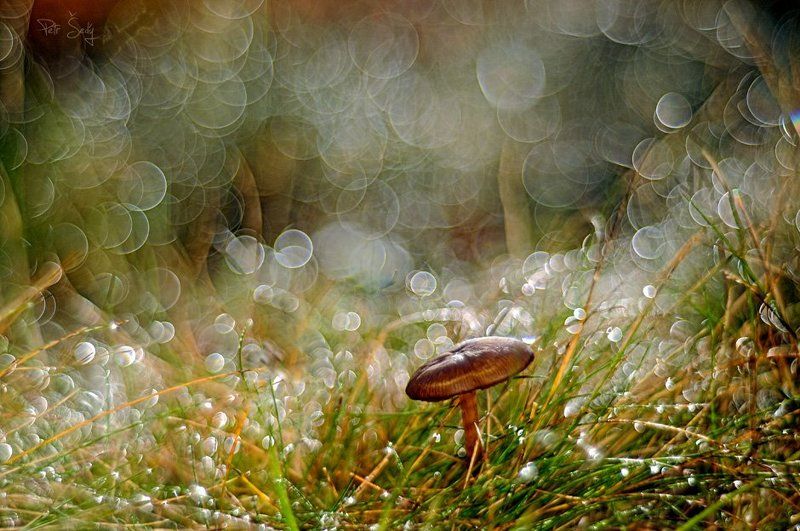 Recluse. фото превью