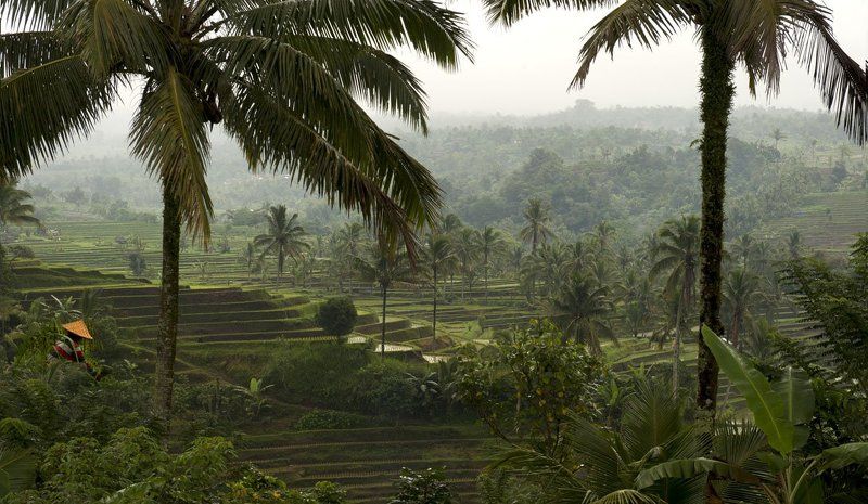 по рисовым полям...photo preview