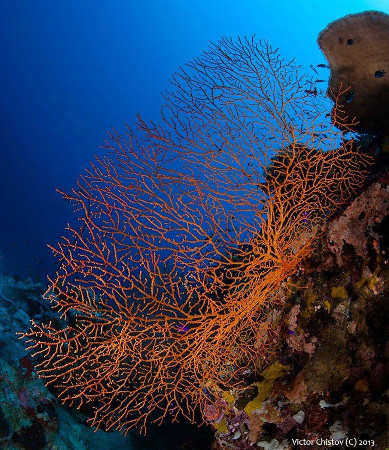 , Виктор Чистов