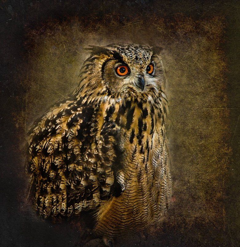 Филинphoto preview