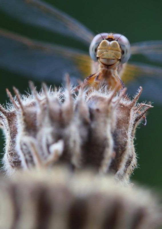 Портрет стрекозыphoto preview