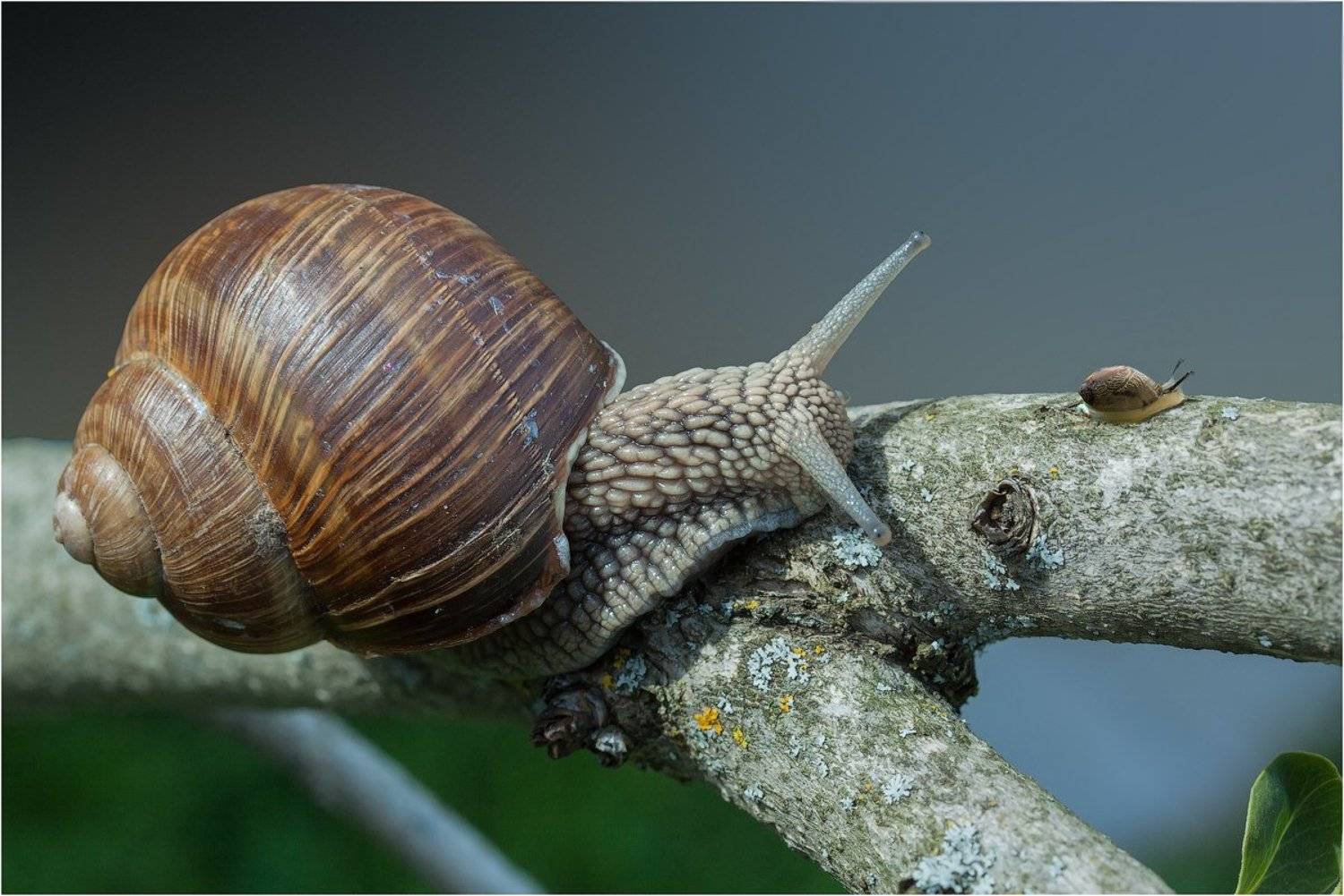 Дама с собачкой. Автор: Uncle_Vova (Владимир Веснин) , Uncle_Vova (Владимир Веснин)