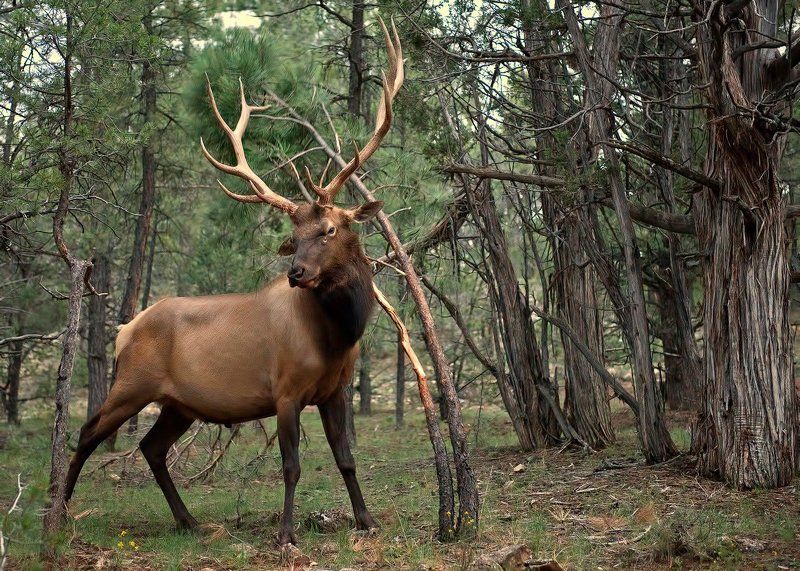 гордыйphoto preview