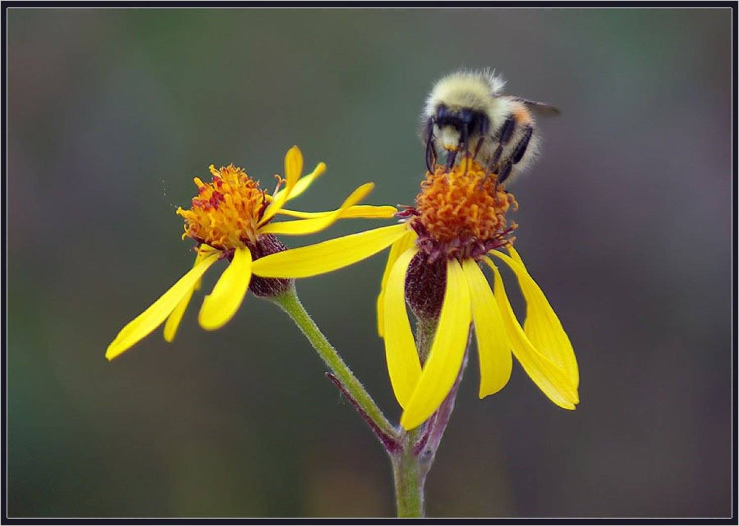 Шмель. Автор: Солодухин Виктор , Солодухин Виктор