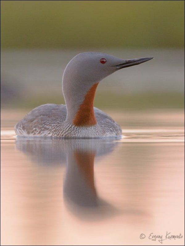 краснозобая гагара, сахалин Краснозобая гагараphoto preview