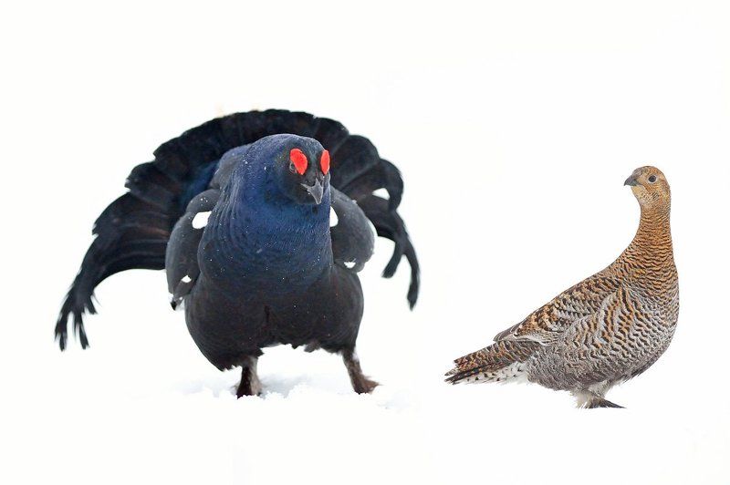 Сватовство гусараphoto preview