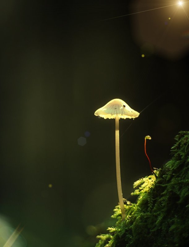 meyer optik gorlitz telefogar 95, nikon d2h, гриб ***photo preview