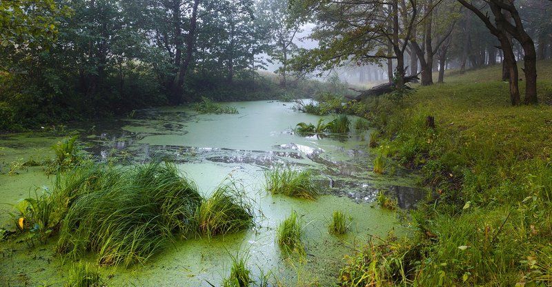 Дубы-колдуныphoto preview