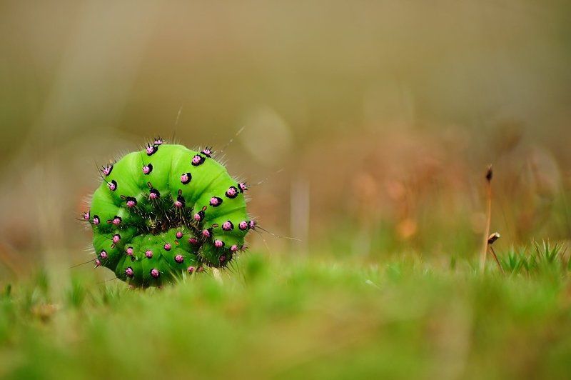 шинаphoto preview