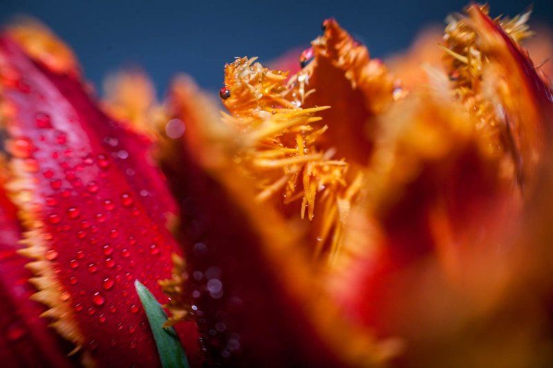 тюльпашкиphoto preview