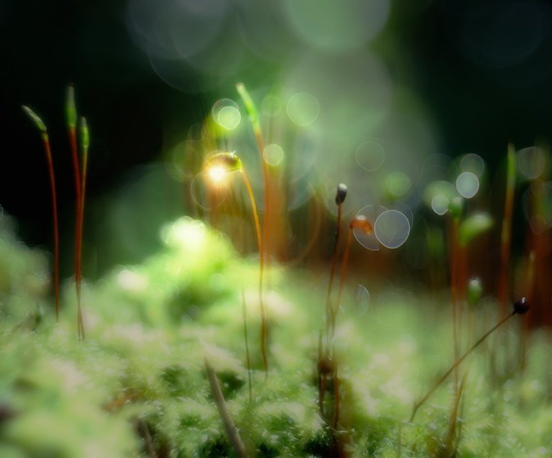 nikon 1j1, nikon 1j1, wollensak cine raptar, wollensak cine raptar 25/2.5 ***photo preview