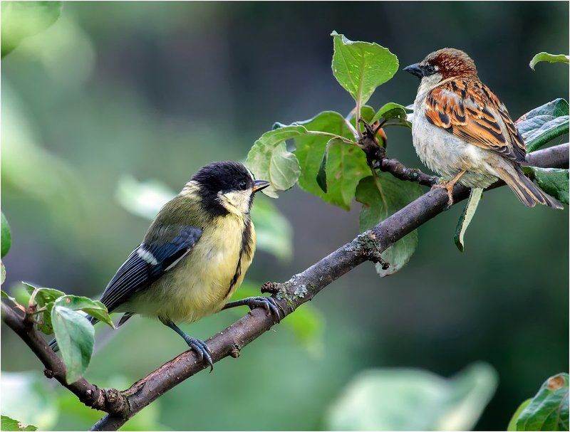 Не бойся, давай знакомиться!photo preview