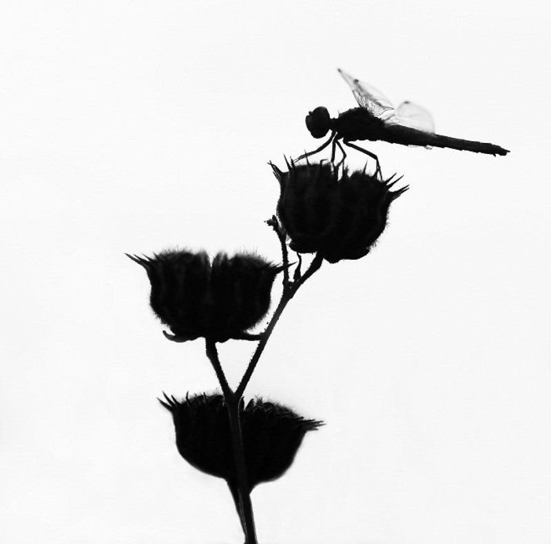 Силуэтphoto preview