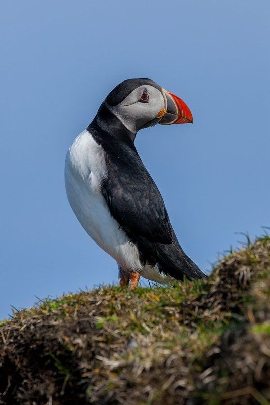 faroe islands, mykines, atlantic puffin, фарерские острова, тупик Puffinphoto preview