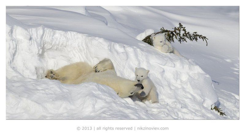 У дневной берлогиphoto preview