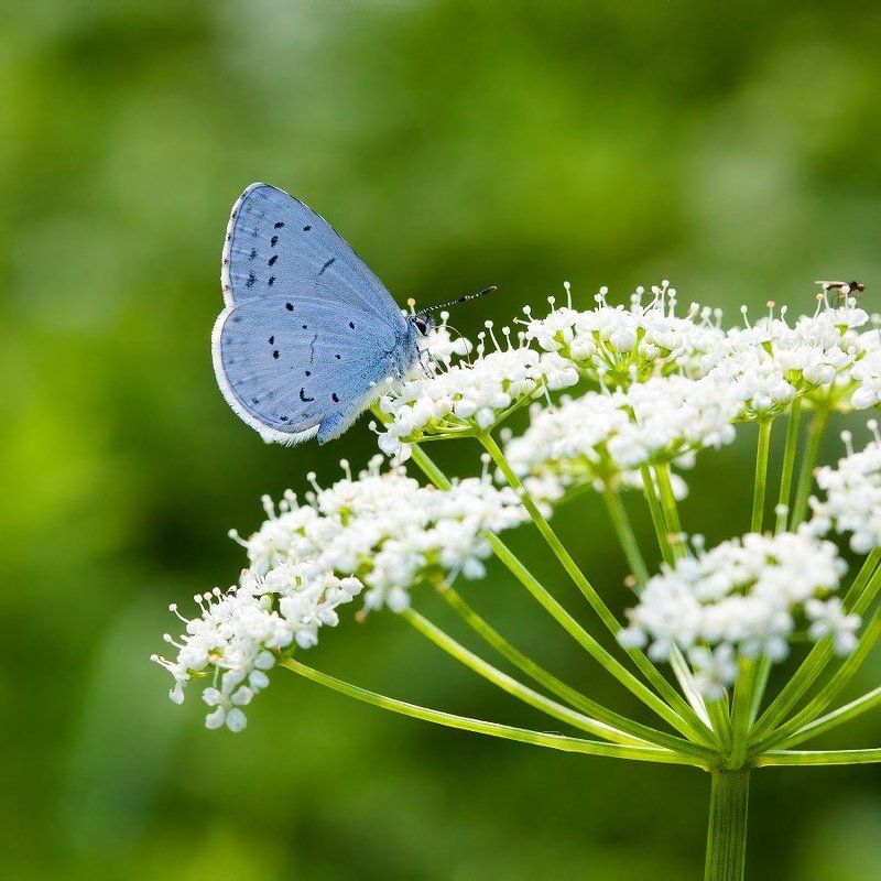 Lycaenidaephoto preview