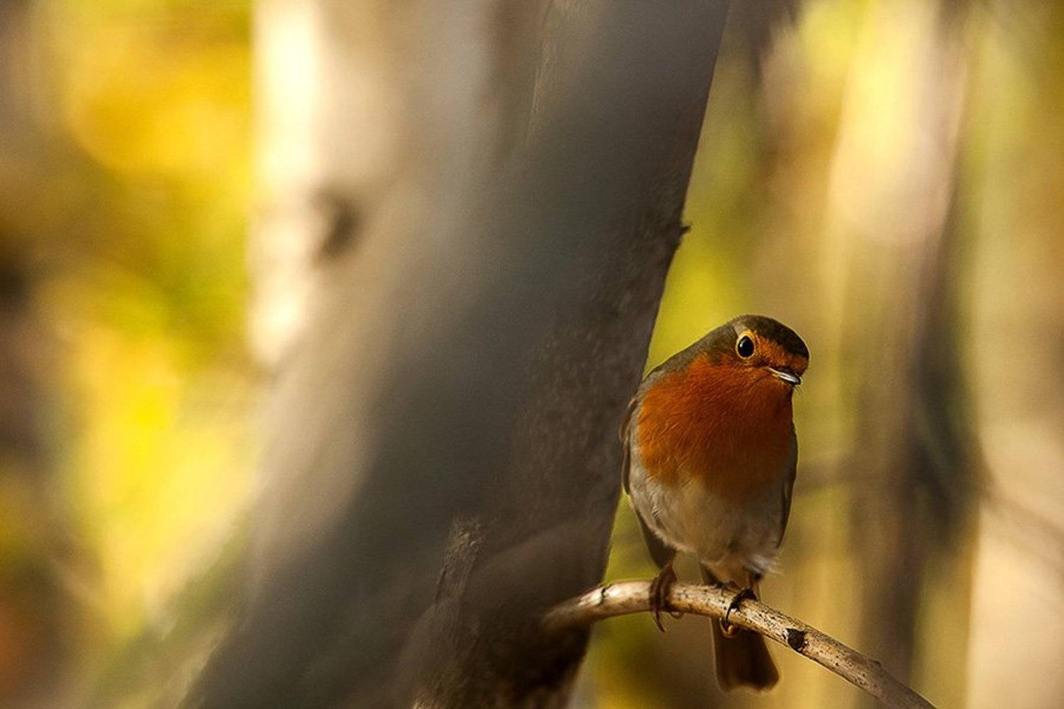 Зарянковый вечер. Автор: Юлия Втюрина , Юлия Втюрина