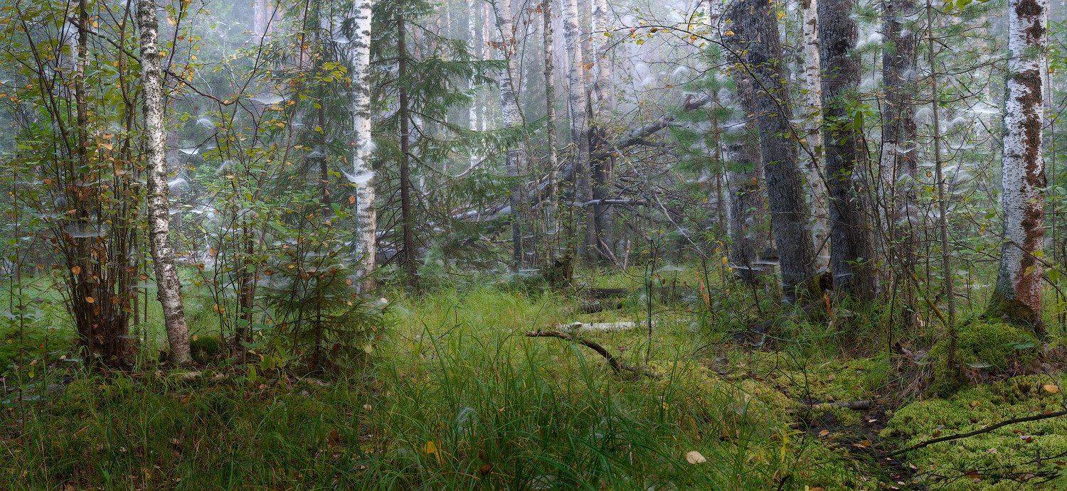 Запаутинило. Автор: Дмитрий Алексеев , Дмитрий Алексеев