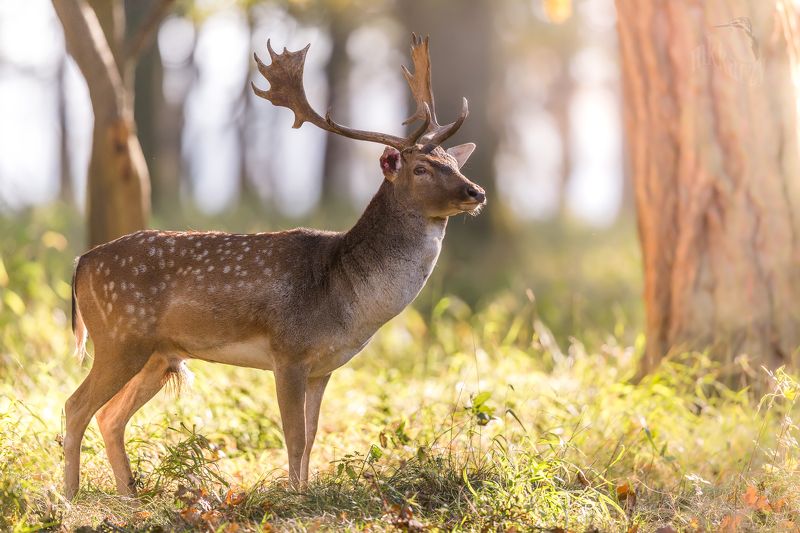 bleeding earphoto preview