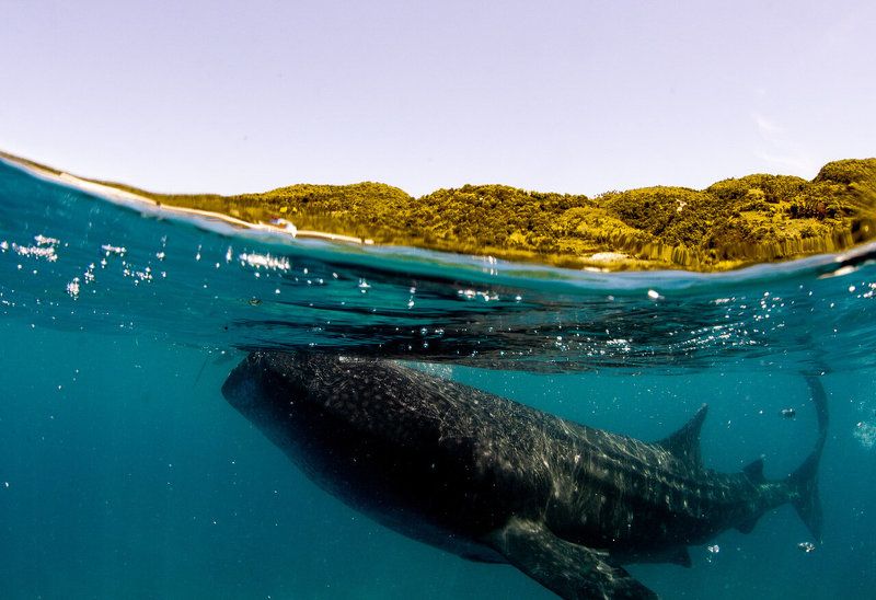 сплиты Китоваяphoto preview