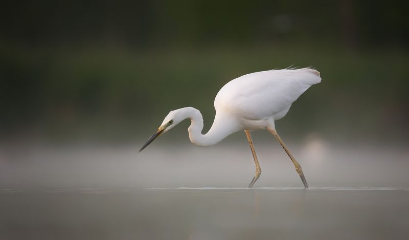 czapla białaphoto preview