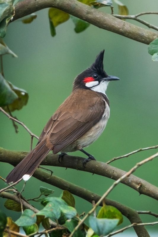 birds, bird, animal, wildlife, 2021, 2020, nature Red Whishkered Bulbulphoto preview