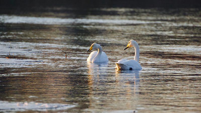 Дон_лебеди фото превью