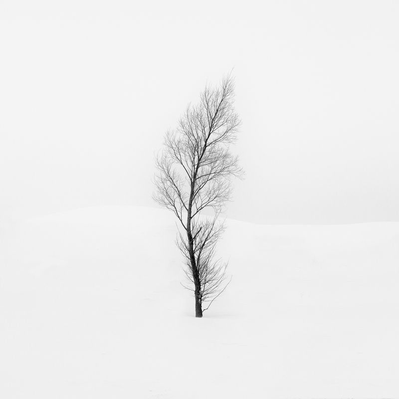 Липаphoto preview