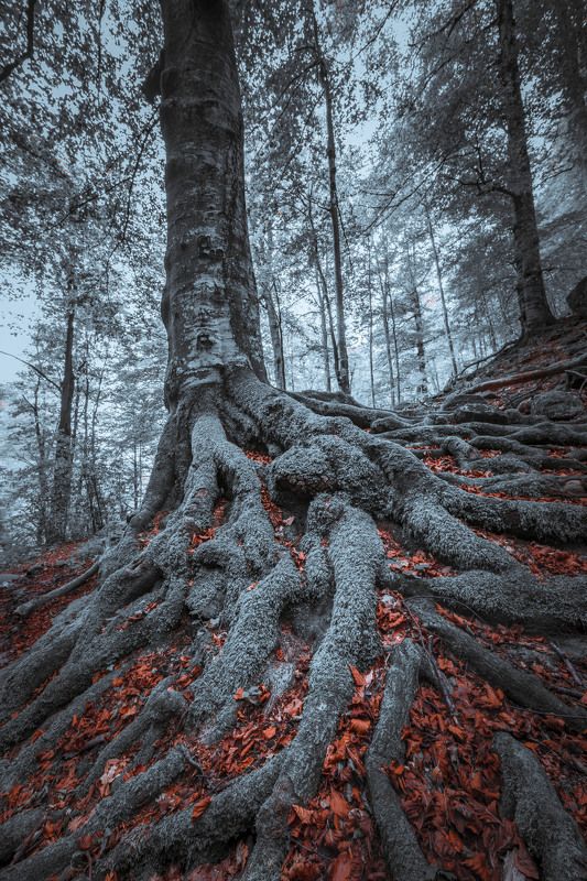 #landscape#nature#winter THE KINGphoto preview